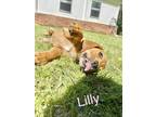 Adopt Lilly a Tan/Yellow/Fawn Hound (Unknown Type) / Mixed dog in Columbia