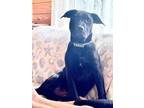 Adopt Jordan a Black - with White American Staffordshire Terrier / Labrador