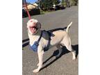 Adopt Ranger a White Labrador Retriever / Mixed dog in BURIEN, WA (40301617)