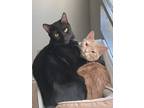 Adopt Mordecai and Penny a All Black Domestic Shorthair / Mixed (short coat) cat