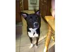 Adopt Star a Black - with White Border Collie / Mutt / Mixed dog in Round Rock