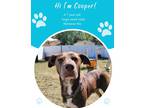 Adopt Cooper a Brown/Chocolate Labrador Retriever / Mixed Breed (Medium) / Mixed