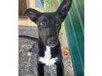 Adopt Serena a Black - with White German Shepherd Dog / Staffordshire Bull