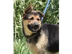 Adopt Fred a Black - with Tan, Yellow or Fawn German Shepherd Dog / Labrador