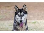 Adopt Sarah a Black - with White Siberian Husky / Mixed dog in Scottsdale