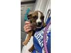 Adopt Isabelle a Brown/Chocolate Mixed Breed (Medium) / Mixed dog in Greenville