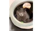 Adopt Smokey Blue a Gray or Blue Domestic Shorthair (short coat) cat in Medina