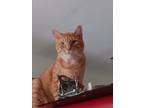 Adopt Morsson Lee a Orange or Red American Shorthair / Mixed (medium coat) cat