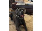 Adopt Jagger a Gray/Blue/Silver/Salt & Pepper Cane Corso / Mixed dog in Willow