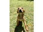 Adopt Daisy a Tan/Yellow/Fawn Hound (Unknown Type) / Rottweiler / Mixed dog in