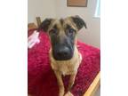 Adopt Jude a Mixed Breed (Medium) / Mixed dog in Seattle, WA (39394566)