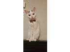 Adopt Ariadne a White (Mostly) American Shorthair / Mixed (short coat) cat in