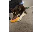 Adopt Sokka a Red/Golden/Orange/Chestnut - with White Husky / Mixed dog in