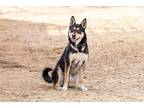 Adopt CODY a Black - with Tan, Yellow or Fawn German Shepherd Dog / Mixed dog in