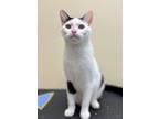 Adopt Adrian a White Domestic Shorthair / Domestic Shorthair / Mixed cat in