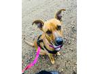 Adopt Chloe a Tan/Yellow/Fawn Pitsky / Mixed dog in Jefferson, CO (41272672)