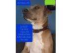Adopt Humphrey (Achilles) a Brown/Chocolate - with White Pit Bull Terrier dog in