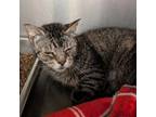 Adopt Scooter a Brown Tabby Domestic Shorthair / Mixed (short coat) cat in