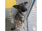 Adopt Nessie a Black - with White German Shepherd Dog / Mixed dog in Redding