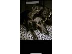 Adopt Brooklyn/Grayson a Black Labrador Retriever / Mixed dog in Silverdale