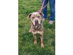 Adopt Shay a Tan/Yellow/Fawn American Pit Bull Terrier / Mixed dog in Cleburne