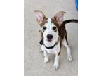 Adopt Bambi a White - with Tan, Yellow or Fawn Basenji / Cattle Dog dog in