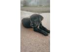 Adopt Shadow a Black - with White Labrador Retriever / Labrador Retriever /