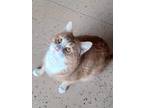 Adopt Sunny a Orange or Red Domestic Shorthair (short coat) cat in Carlinville
