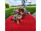 Chihuahua Puppy for sale in New Haven, IN, USA