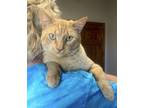 Adopt Butterball a Tan or Fawn Tabby Domestic Shorthair (short coat) cat in