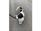 Adopt Bojangles a White Border Collie / Mixed Breed (Medium) / Mixed (short