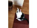 Adopt Rhombus (because of diamond shaped mark on her nose) a Black & White or