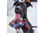 Adopt Atina a Black Boxer / Pointer / Mixed dog in Miami, FL (41272504)