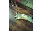 Adopt Hercules a Gray, Blue or Silver Tabby American Shorthair / Mixed (short