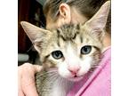 Adopt Piper 041124 a Gray or Blue Domestic Shorthair / Mixed Breed (Medium) /