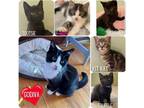 Adopt The Chocolate Litter a Black & White or Tuxedo American Shorthair / Mixed
