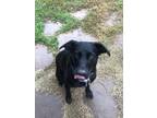 Adopt Bodie a Black Labrador Retriever / Australian Cattle Dog / Mixed dog in