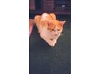 Adopt Smudge a Orange or Red (Mostly) American Shorthair / Mixed (short coat)