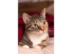 Adopt Biscuits a Brown Tabby Domestic Shorthair / Mixed (short coat) cat in