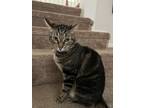 Adopt Canada a Black (Mostly) Domestic Mediumhair / Mixed (medium coat) cat in