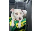 Adopt Nella a White Dogo Argentino / Mixed dog in Portland, OR (41272227)