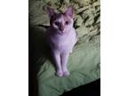 Adopt Olivia a Calico or Dilute Calico Domestic Shorthair / Mixed (short coat)