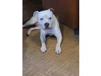 Adopt Chico a White - with Brown or Chocolate American Staffordshire Terrier /