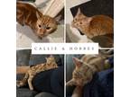 Adopt Callie & Hobbes a Tiger Striped Domestic Shorthair / Mixed (short coat)