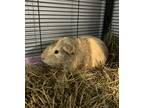 Adopt Mr. Smart a Tan or Beige Guinea Pig / Guinea Pig / Mixed small animal in