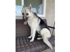 Adopt Kiki a Gray/Silver/Salt & Pepper - with Black German Shepherd Dog / Mixed