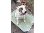 Adopt Sadie a White - with Brown or Chocolate Australian Cattle Dog / Mixed dog