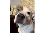 Adopt Olivia a White - with Brown or Chocolate American Pit Bull Terrier /