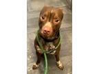 Adopt Pointer a Brown/Chocolate American Staffordshire Terrier / Mixed dog in