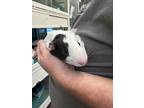 Adopt Rocket a White Guinea Pig / Mixed (short coat) small animal in Chesapeake